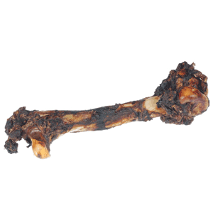 Kangaroo Femur